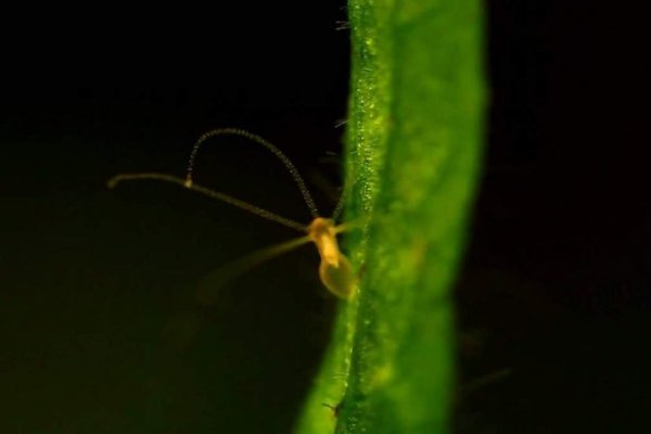 Krab5 at ребрышки в духовке рецепт